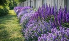 Соседи удивятся: посадки вдоль забора, которые создают эффект профессионального ландшафта