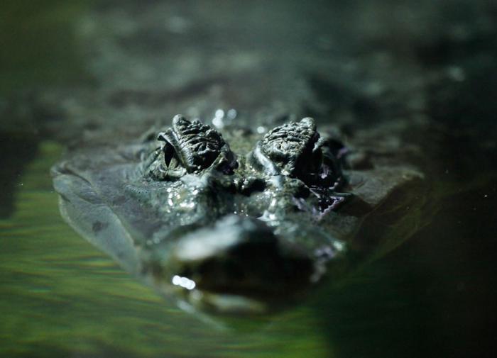 Испанские археологи обнаружили свидетельство присутствия крокодилов в Европе 4,5 млн лет назад