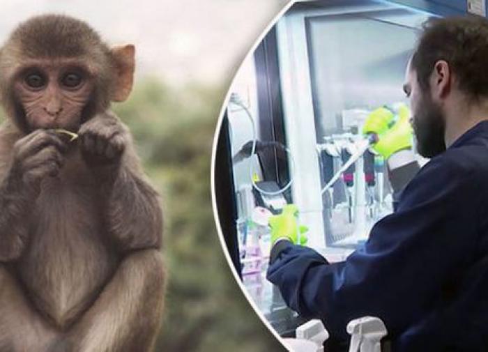 Science: учёные обнаружили мутацию в ДНК, которая сделала человека умнее обезьяны