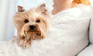 Мелкие собаки обогнали служебных по относительному объему мозга — Naked Science