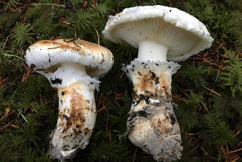 грибы мацутакэ