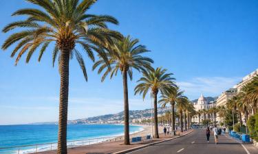 Пальмы высадили в Ницце ради зимнего туризма знати