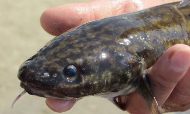 40 кооперативов и новые шансы: как российские рыбоводы делают шаг к успеху