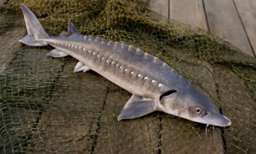 Возвращение призрака Азова: исчезнувшая рыба снова напомнила о себе спустя 70 лет