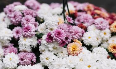 Щучка дернистая образует золотистую дымку и держит форму зимой — "Дачные истории"