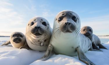 Волонтёры в Финляндии создают искусственные сугробы для сайменских нерп — The Guardia