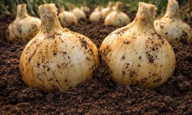 Зелёное перо больше не желтеет: одна простая подкормка для лука в начале сезона спасает грядку от болезней