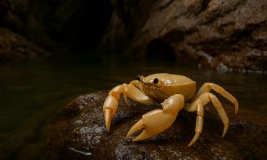 Новый вид краба Aegla tamanduatei обнаружили в пещере Санта-Лузия