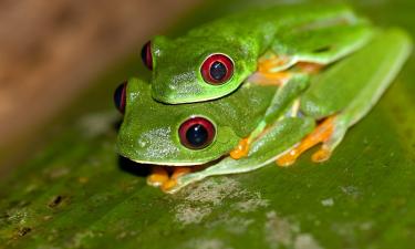 Впервые зафиксированы нападения самок квакш на самцов — Университет Ньюкасла