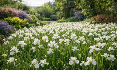 Сибирский ирис зимует без укрытия даже в суровом климате