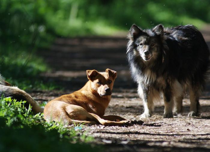 Волгоградцы завалили заявками отлов собак в городе
