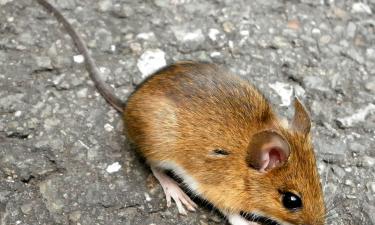 Уксусный барьер помогает избавиться от мышей в доме