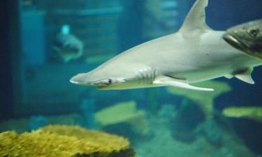 Новый вид светящейся карманной акулы найден в Мексиканском заливе — Earth