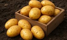 Картофель, который созревает в июне: с каждого куста до 20 крупных клубней — и минимум ухода