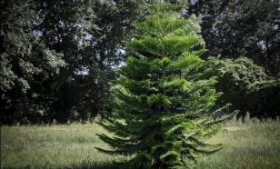 Ель-малышка Микрофилла вырастает всего до 25 сантиметров за десять лет