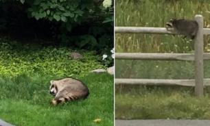 Жителей Канады пугают бродящие по улицам Оттавы пьяные еноты