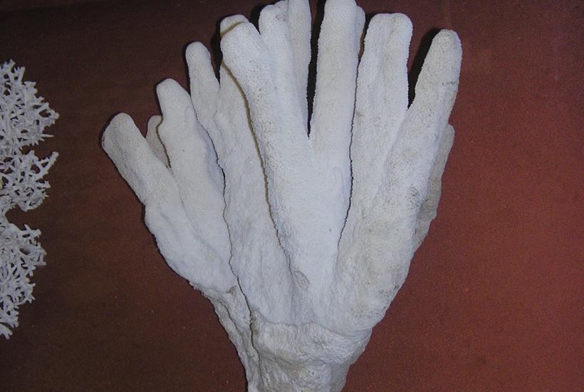 Коралл 3