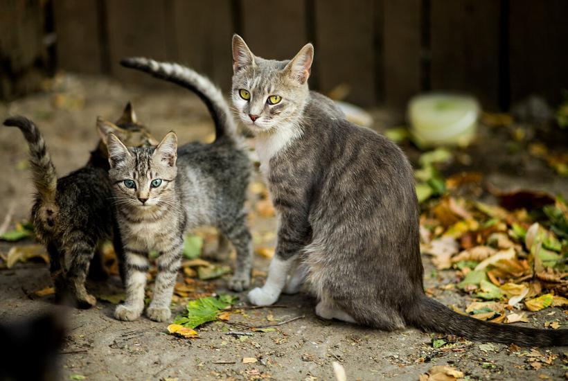 Кошка с котятами Кошка с котятами