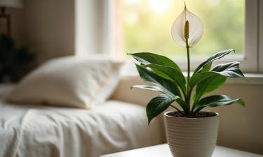 Советы от учёных: как максимально использовать дневной свет для укрепления иммунитета