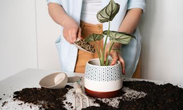 В декабре большинство комнатных растений вступает в состояние покоя