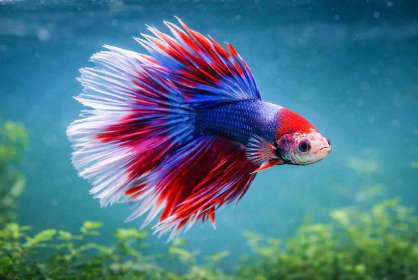 Бойцовая рыбка