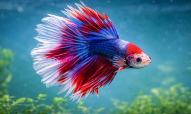 Бойцовая рыбка живет в одиночку без сложного ухода