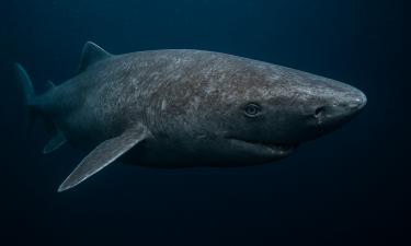 Геном гренландской акулы оказался вдвое больше человеческого