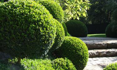 Тень становится союзницей: вечнозелёные стражи формируют изгороди на поколения вперёд