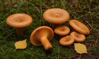 Минздрав напомнил правила сбора грибов, чтобы избежать отравления