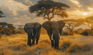 Учёные проверили реакцию слонов на звук пчёл — Pachyderm