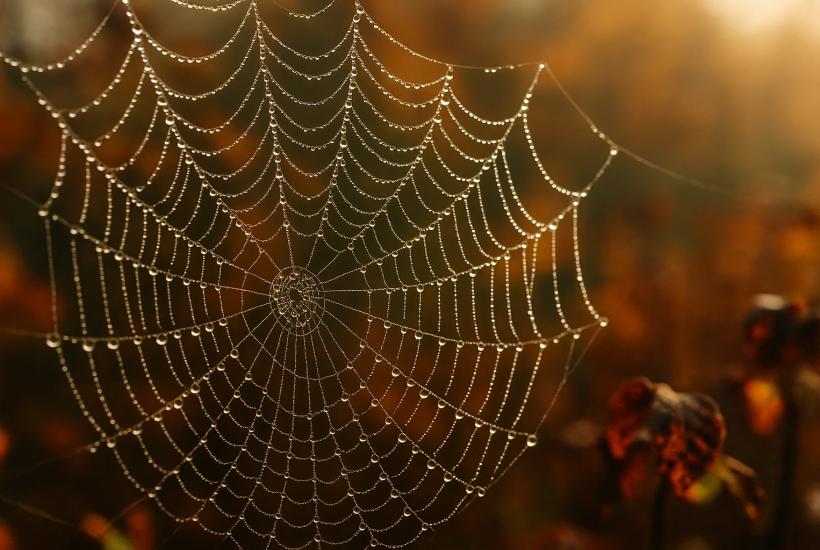 Роса на паутинке