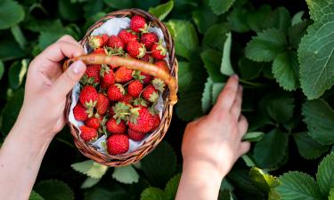 Летний секрет садоводов: как в июле размножить клубнику усами и сэкономить на рассаде