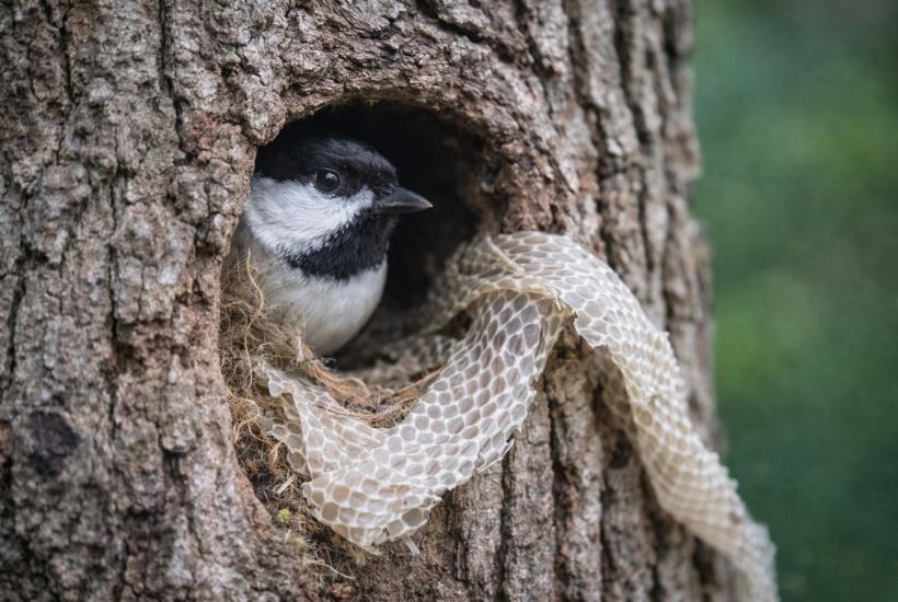 Птица в дупле со змеиной кожей