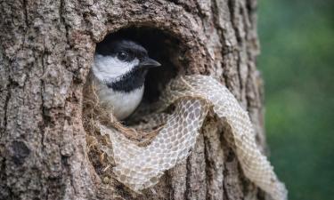 Птицы закладывают змеиную кожу в гнезда для отпугивания хищников