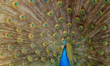 Юрий Антонов тратит миллион рублей в месяц на содержание экзотических птиц