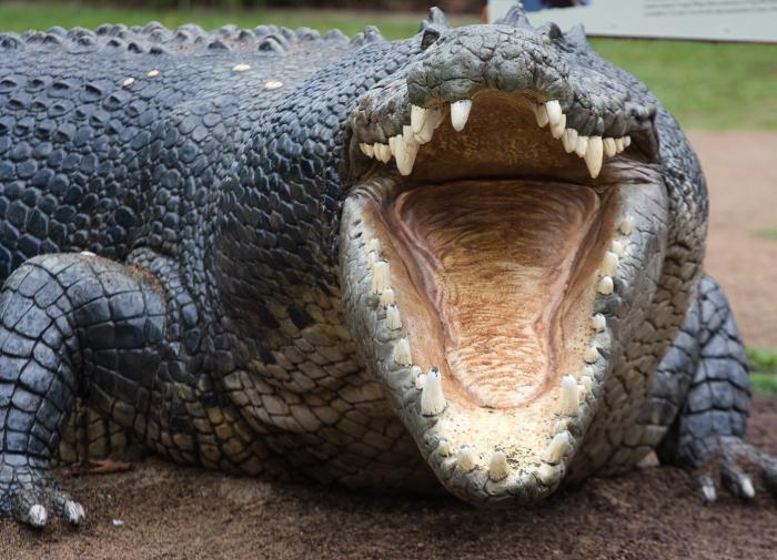 Останки "говорящего" древнего крокодила нашли в Бразилии