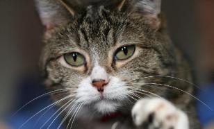 Ваш кот не представляет угрозы для вашего психического здоровья