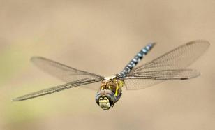 Как стрекозы могут помочь в проектировании ракет