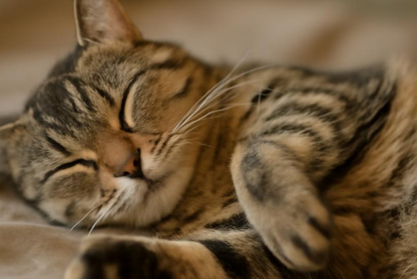 Спящий кот