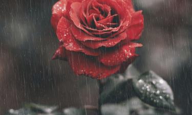 Наш акт против грусти: в последнем интервью Кеосаян раскрыл подробности своих отношений с Симоньян