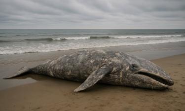 Глобальное потепление стало причиной массовой гибели китов — данные NOAA