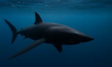 Смертельная встреча в мутной воде: что делает бычью акулу непредсказуемой