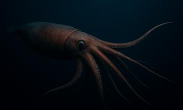 Вьетнамские кальмары и осьминоги снова на пике популярности: рост на 14%