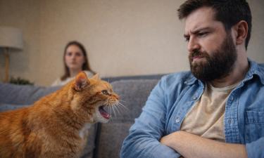 Коты шипят на партнёров из-за плохой социализации — бихевиорист Ван де Кифт