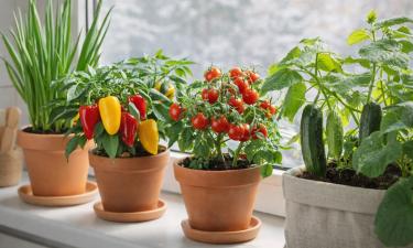 Кухонные остатки подходят для домашнего выращивания овощей и зелени