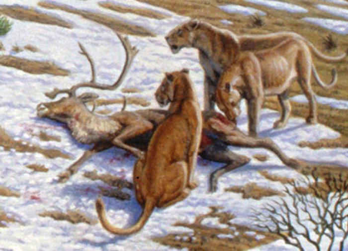 Древнейшие свидетельства охоты неандертальцев на пещерных львов