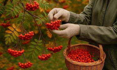 Плоды рябины едят после морозов — горечь снижается