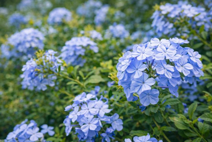 Цветы в нежных тонах