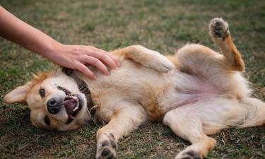 Кукловод живёт в теле собаки: рефлекс на почёсывание может выдать скрытую проблему