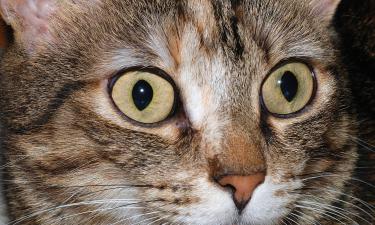 Увековечить память: почему растет спрос на таксидермию питомцев